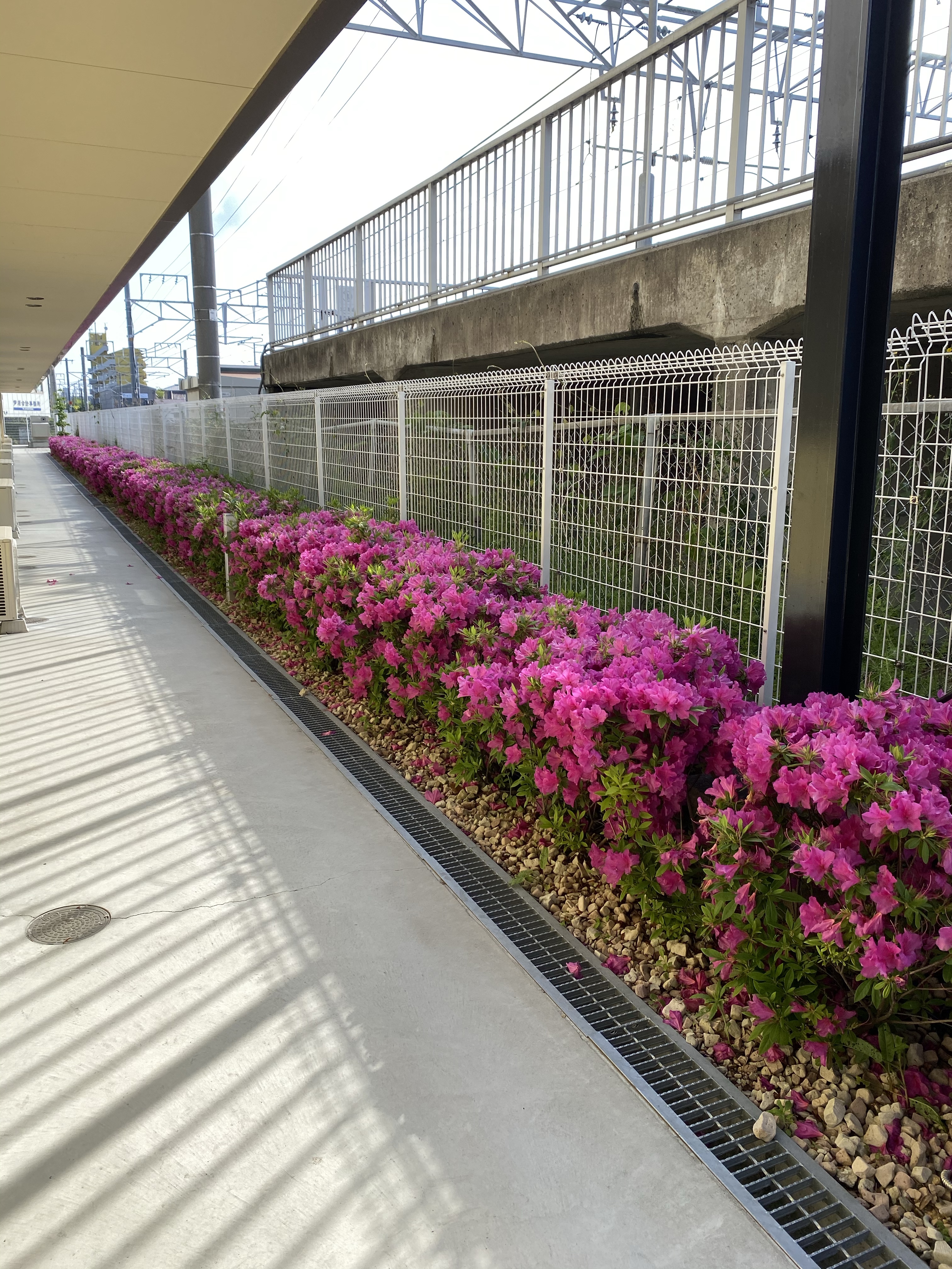 満開のツツジ とスタッフに感謝 介護サービス 訪問看護 岸和田市 コリオン